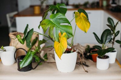 Bad Tips That Are Killing Your Houseplants