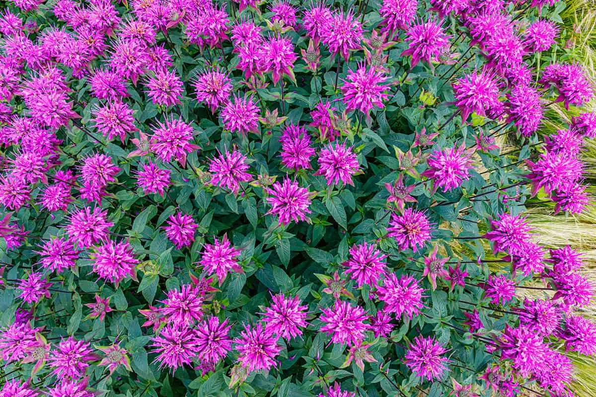 Bee Balm Climate and Temperature