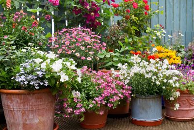 Best Architectural Plants to Grow in Containers