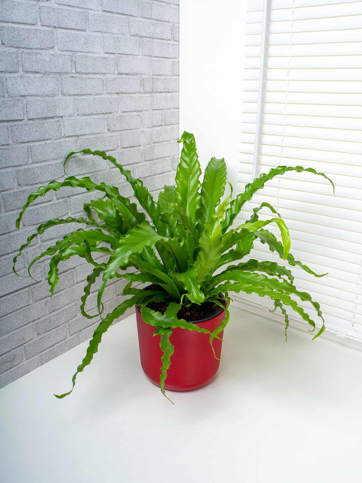 Bird’s Nest Fern (Asplenium nidus)