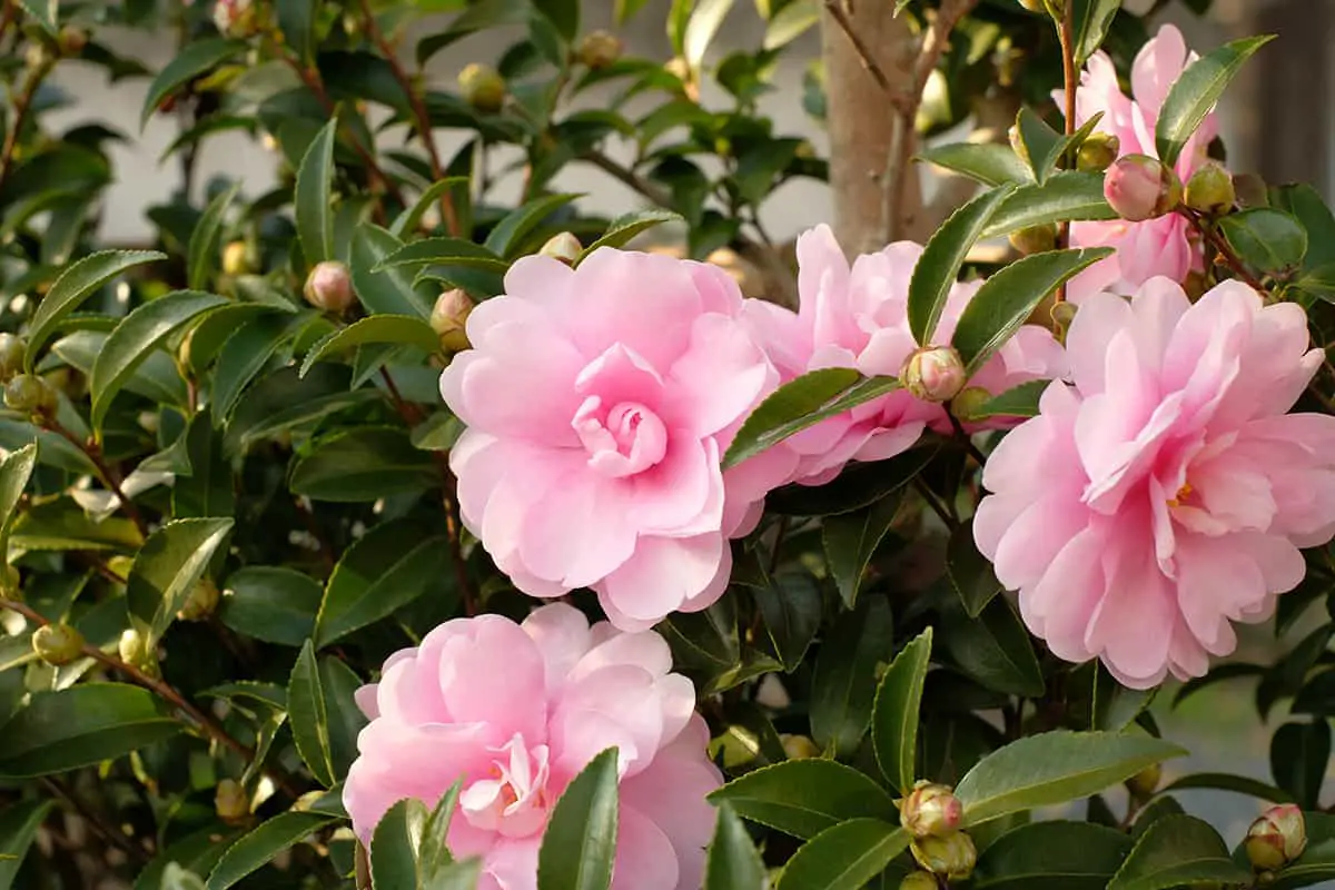 Camellia (Camellia Spp.)