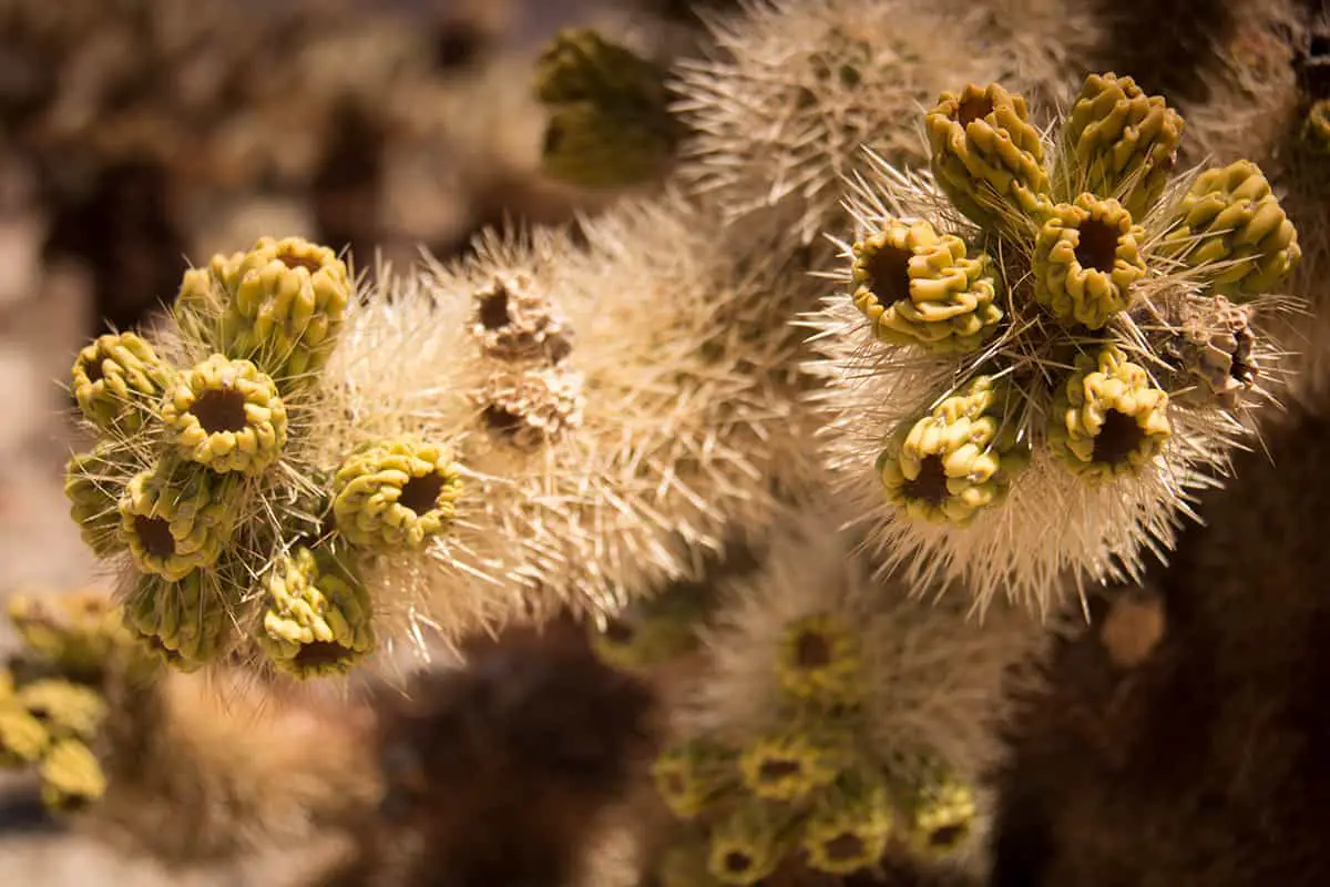 Cholla Buds (Cylindropuntia Spp.)