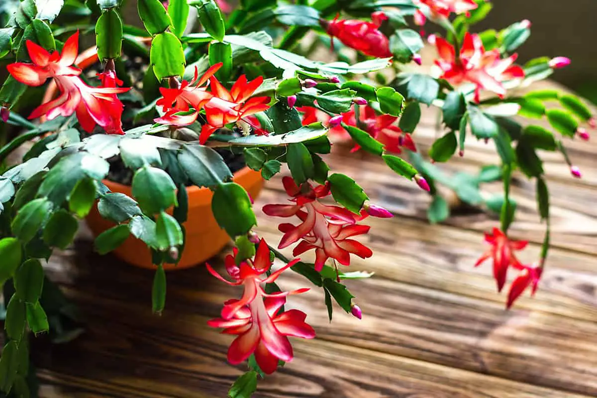 Christmas Cactus Is Not A Desert Plant