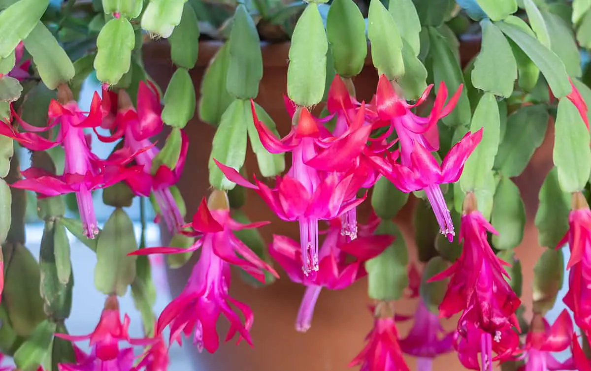 Christmas Or Thanksgiving Cactus