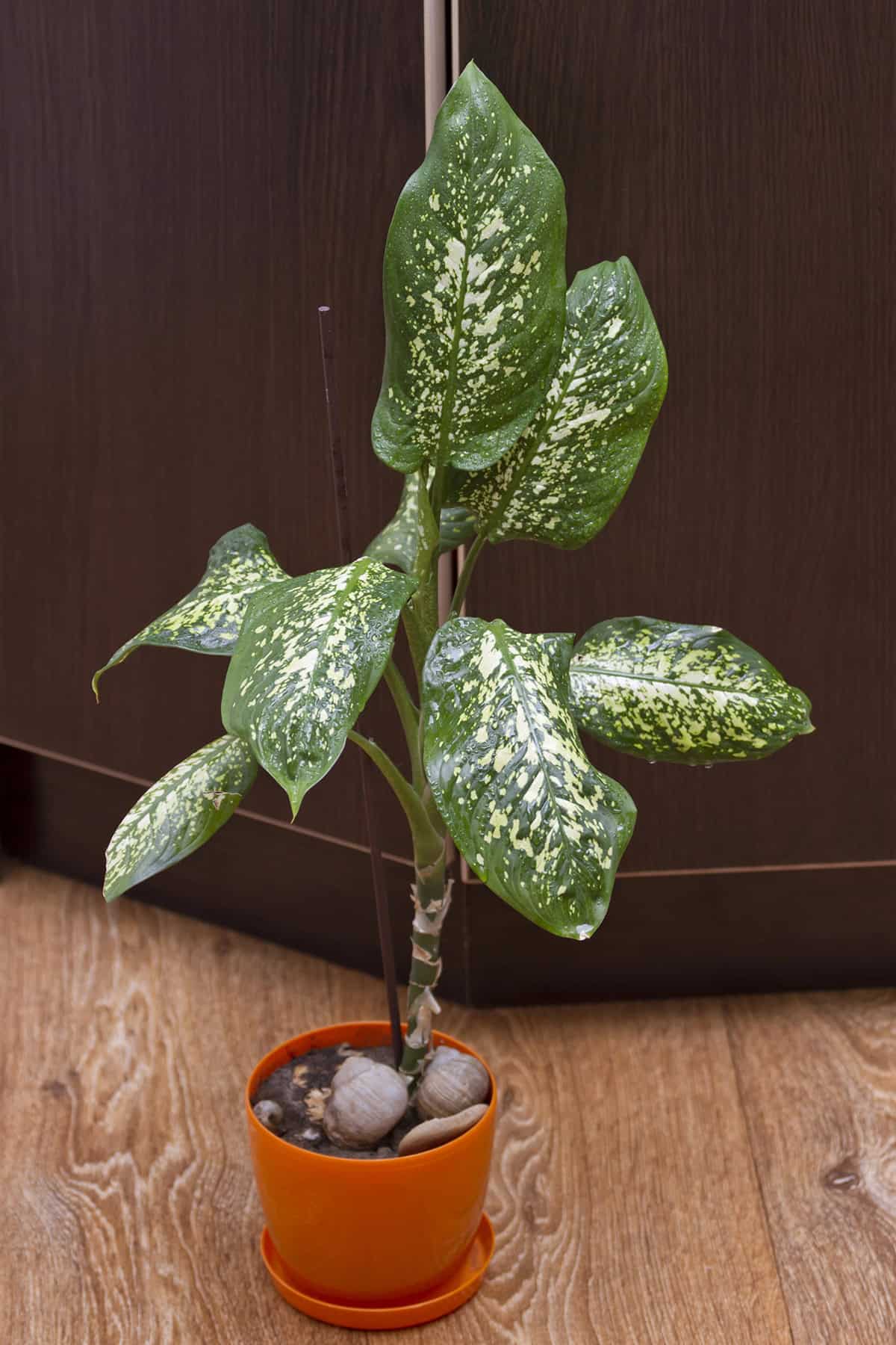Dieffenbachia