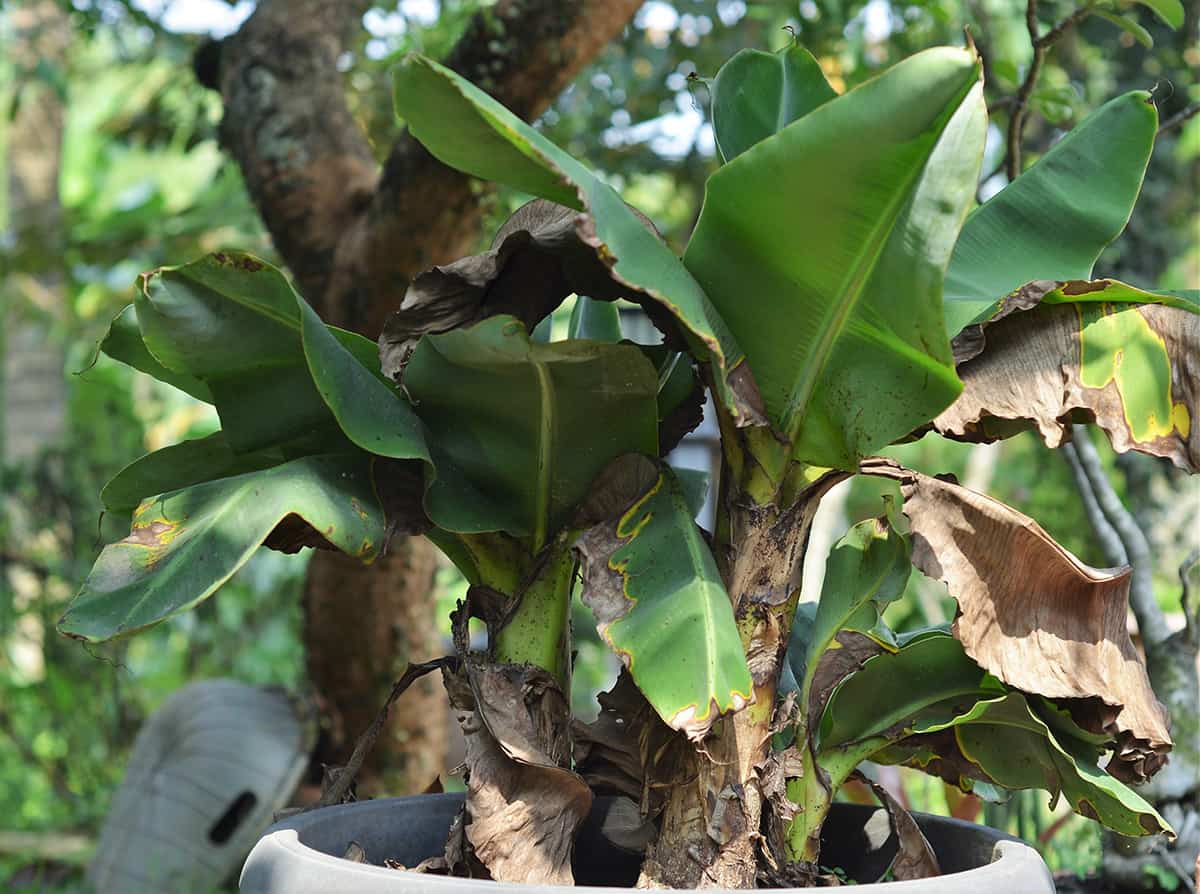 Dwarf Banana Plants