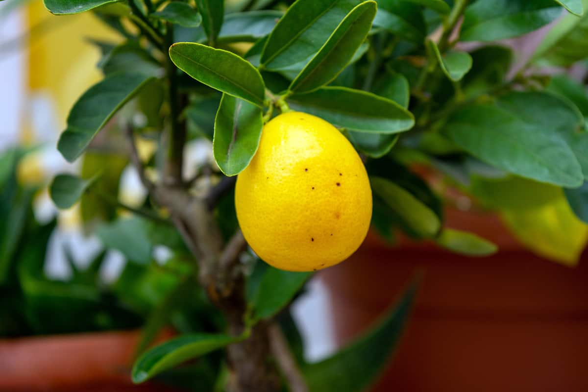 Dwarf Lemon Trees