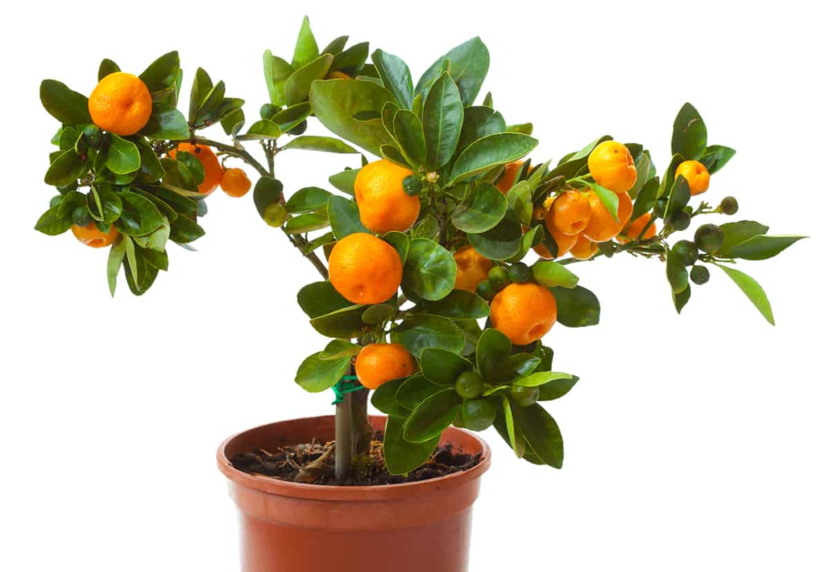 Dwarf Orange Trees
