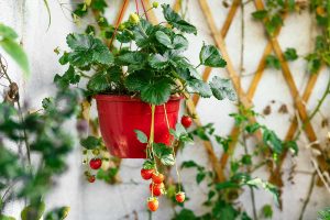 Easy Fruits to Grow in Pots