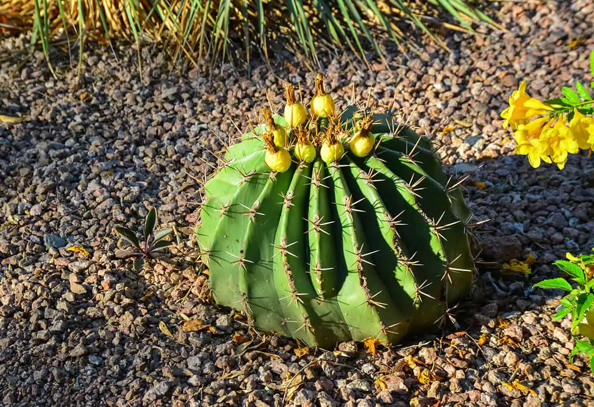 Fishhook Barrel Cactus Fruit (Ferocactus Wislizeni)