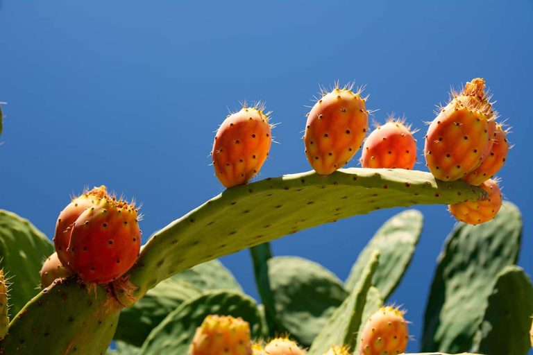 11 Surprising Fruits that Grow on Cactus Plantglossary