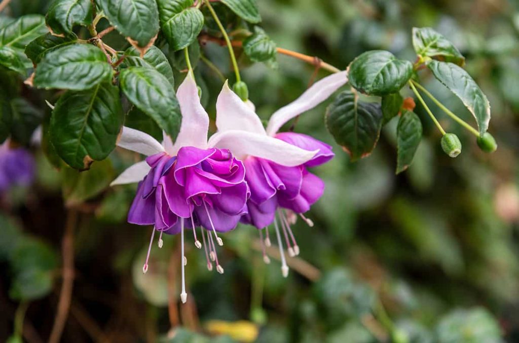25 Colorful Plants & Flowers That Don’t Need Deadheading Plantglossary