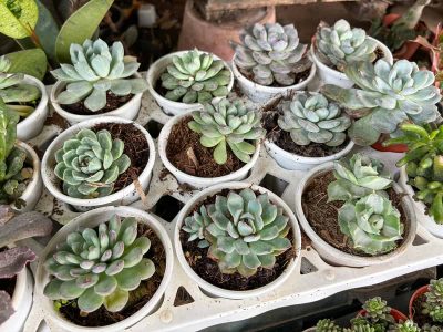 Fun and Interesting Succulent Facts