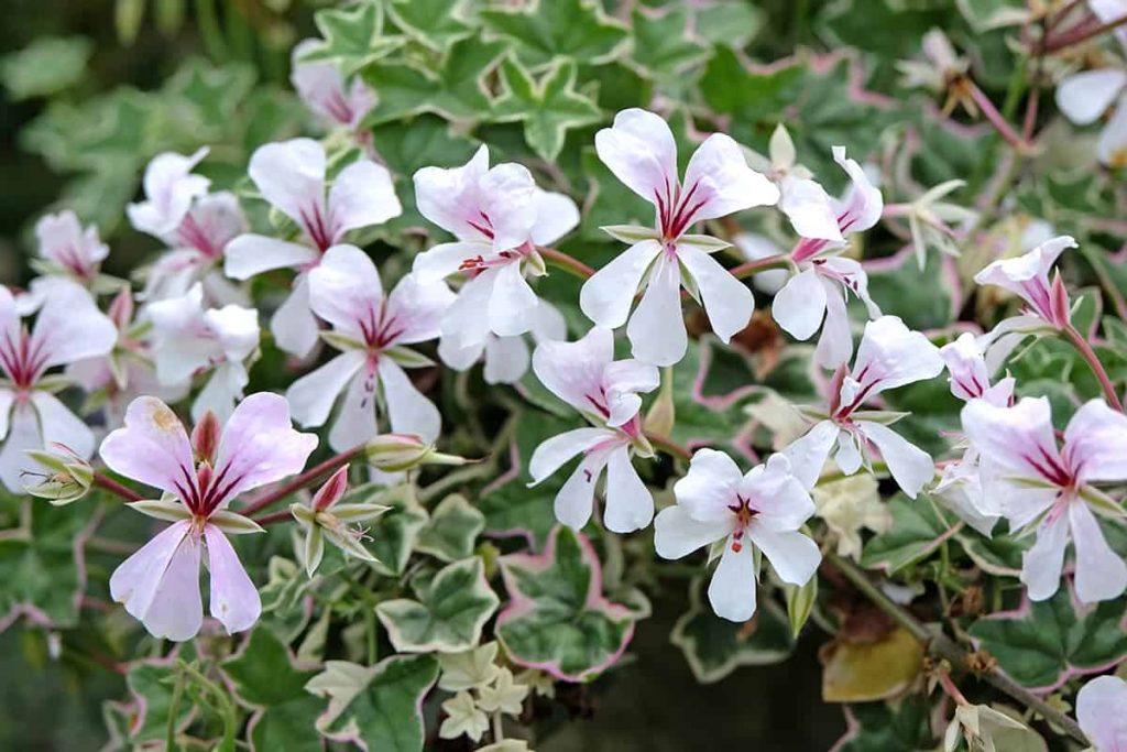 25 Colorful Plants & Flowers That Don’t Need Deadheading Plantglossary