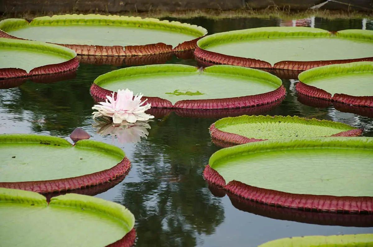 Giant Water Lily (Victoria Amazonica)