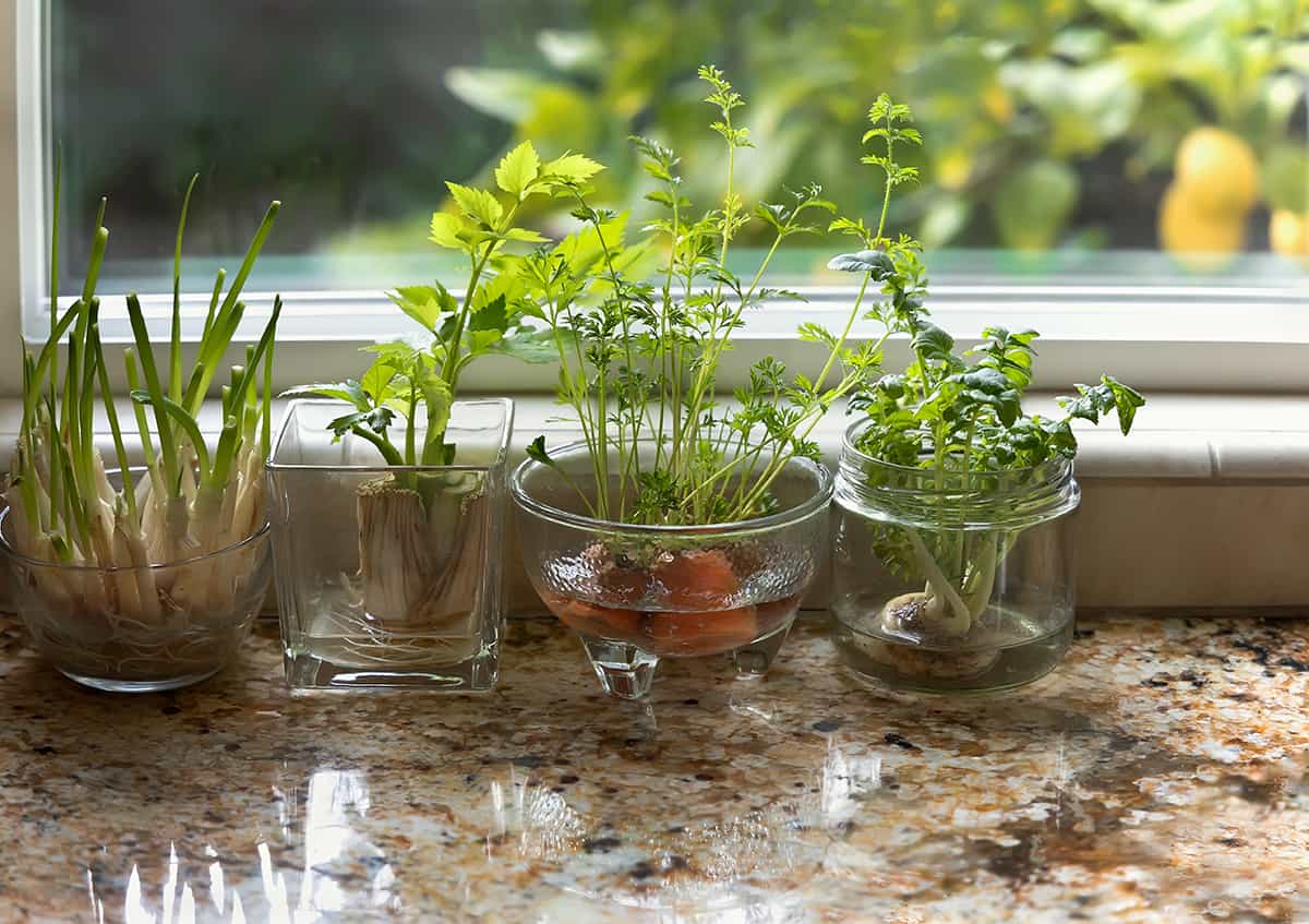 Herbs You Can Grow in Water