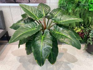 Houseplant with Big Leaves