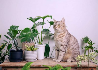 Houseplants That Are Good for Cats