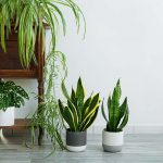 Houseplants That Can Grow Without Sunlight