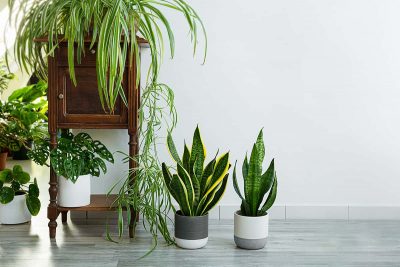 Houseplants That Can Grow Without Sunlight