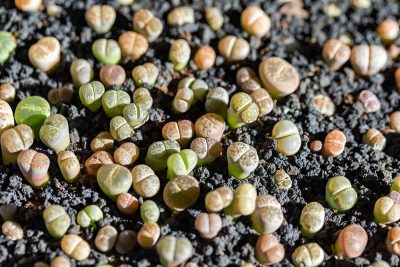 How To Grow & Care For Lithops