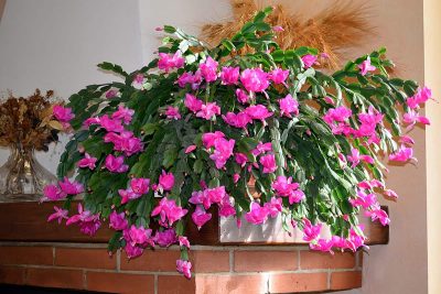 How to Get Christmas Cactus to Bloom Several Times a Year