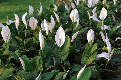 How to Get Your Peace Lily to Produce More Blooms