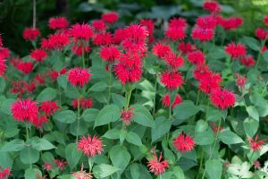 How to Grow and Care for Bee Balm