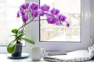 How to Make Your Orchid Re Bloom