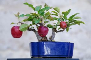 How to grow apple trees in pots
