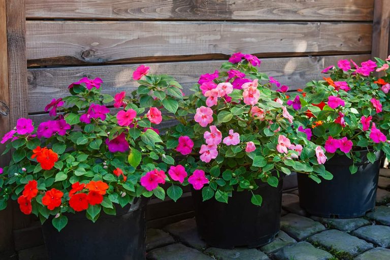 25 Colorful Plants & Flowers That Don’t Need Deadheading - Plantglossary