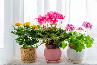 Indoor Plants That Bloom According to 12 Months