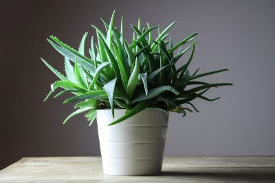 Indoor Plants That Don’t Need Fertilizer Before a Year