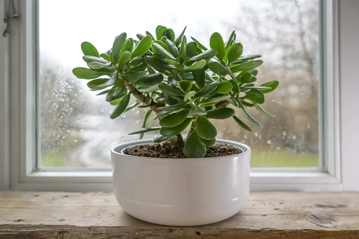 Jade Plant (Crassula Ovata)