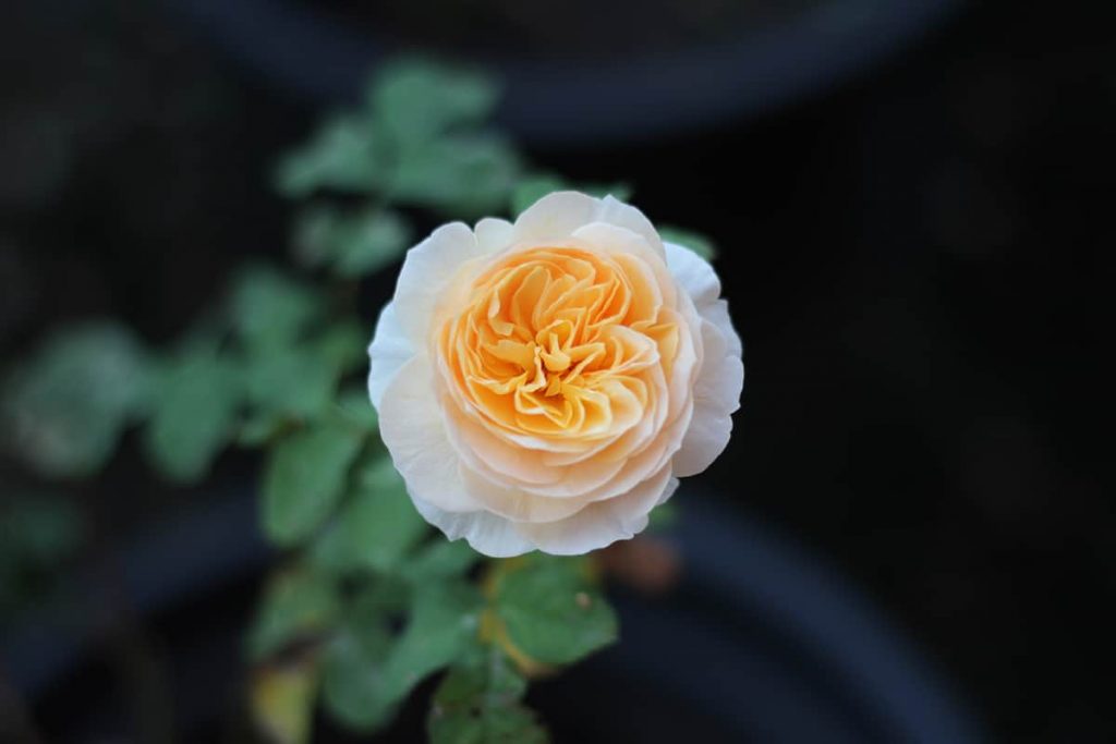 11 Most Expensive Houseplants That You May Not Know - Plantglossary