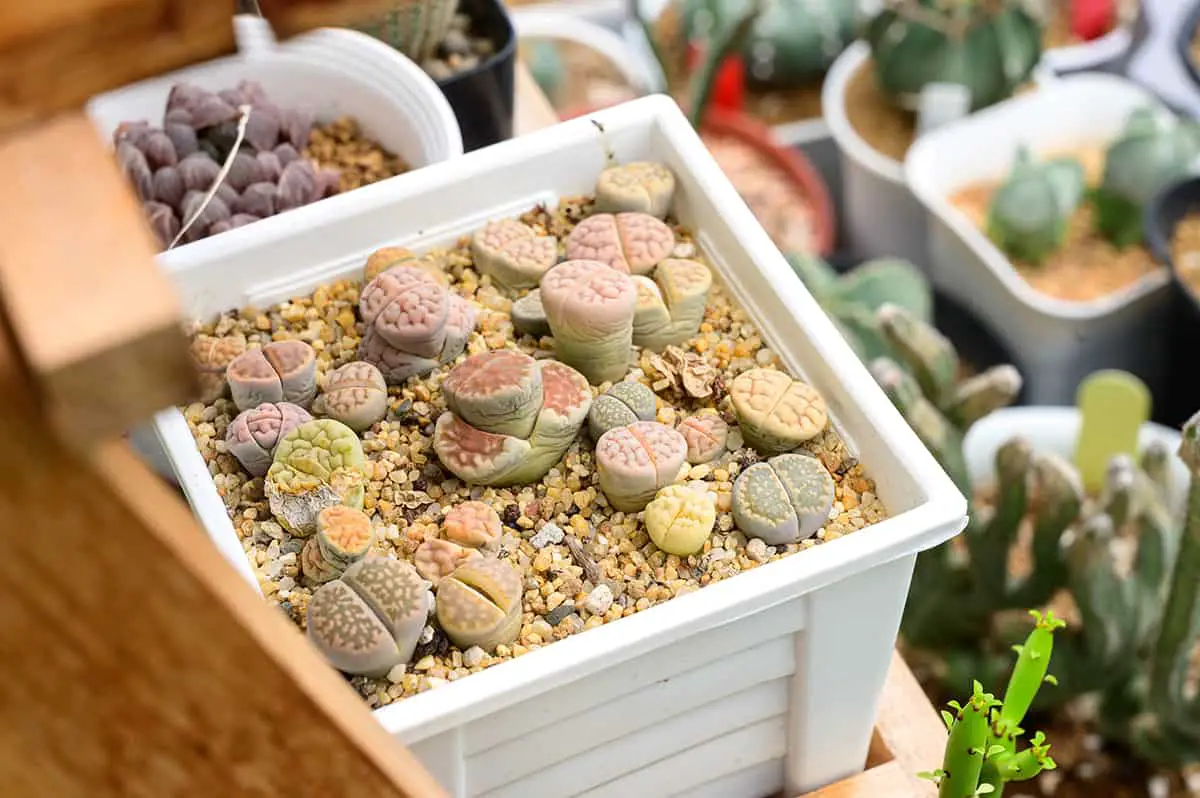 Lithops Light and Temperature
