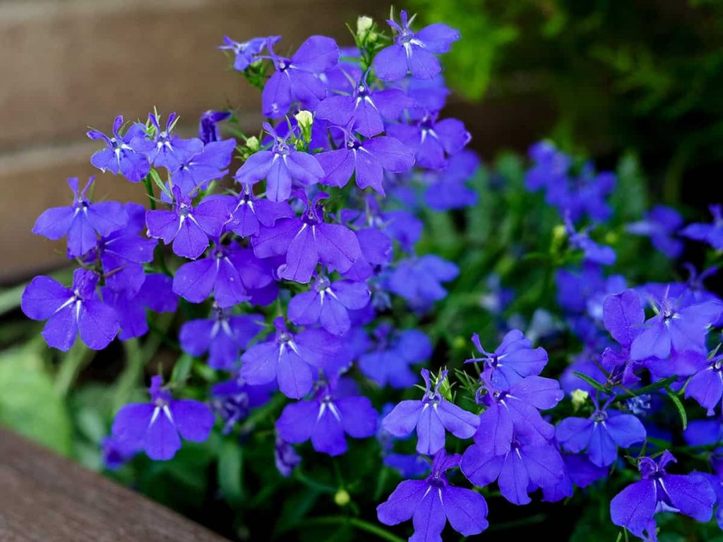 25 Colorful Plants & Flowers That Don’t Need Deadheading - Plantglossary