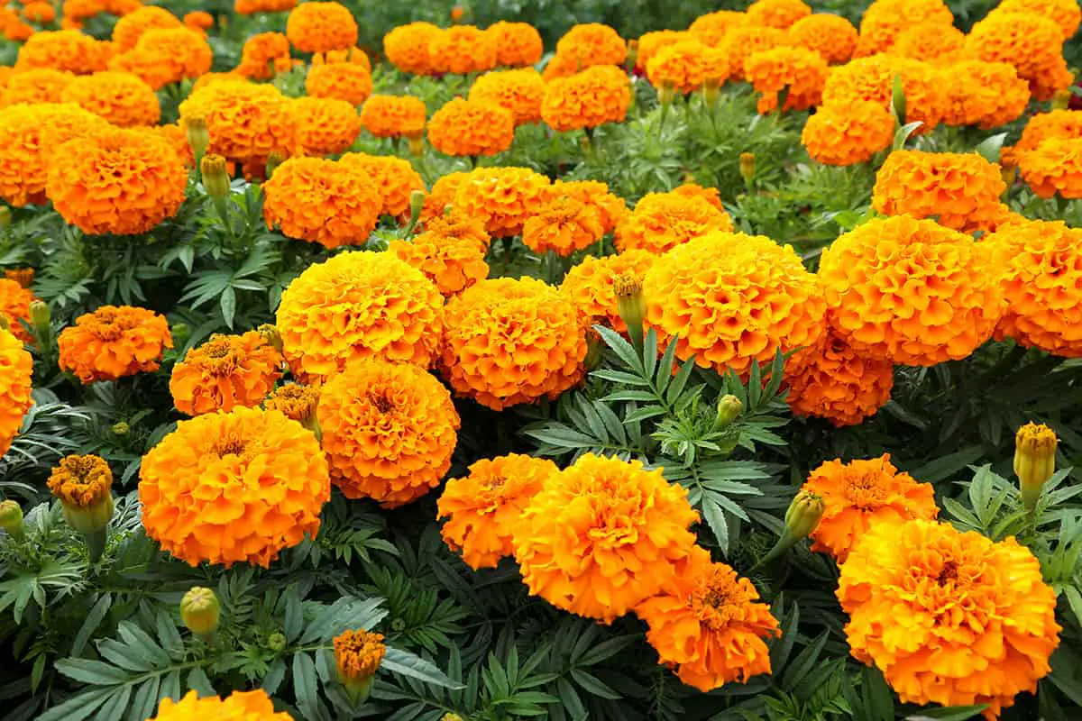 Marigolds (Tagetes)