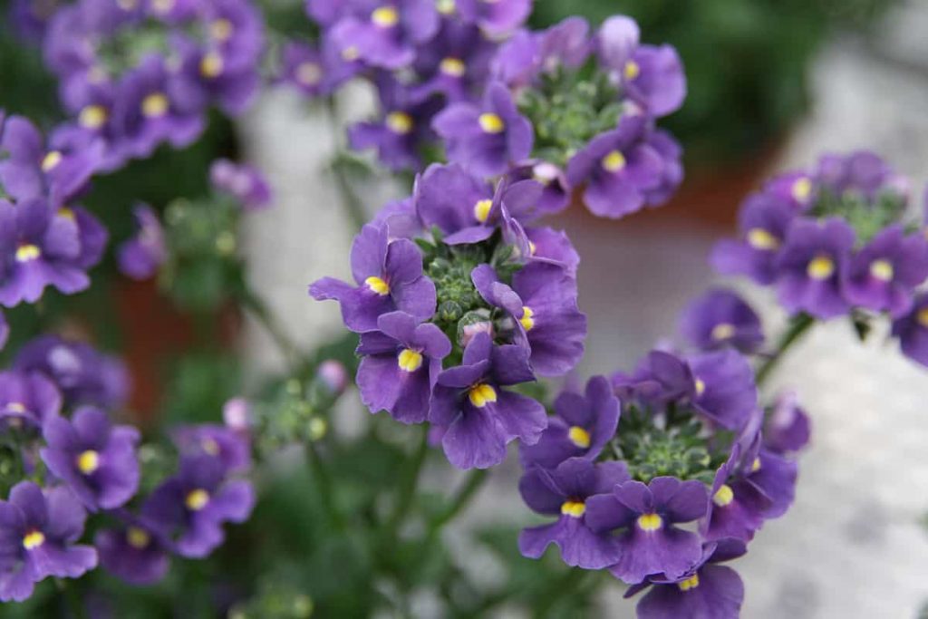 25 Colorful Plants & Flowers That Don’t Need Deadheading - Plantglossary