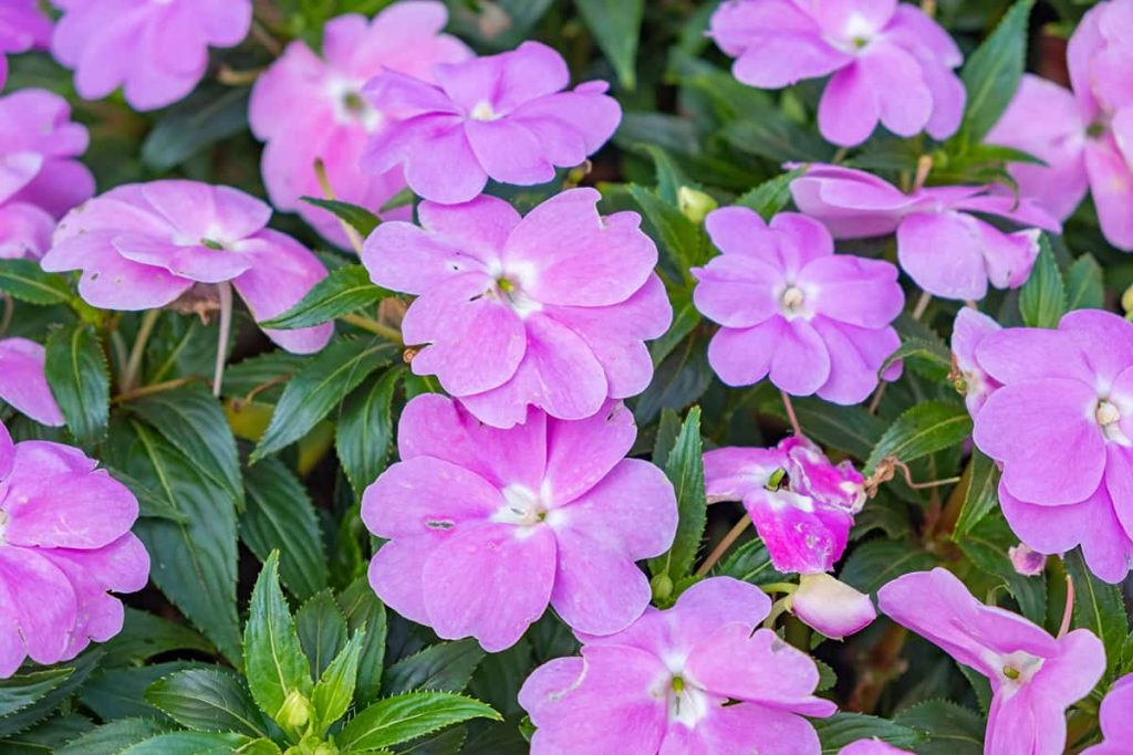 25 Colorful Plants & Flowers That Don’t Need Deadheading Plantglossary