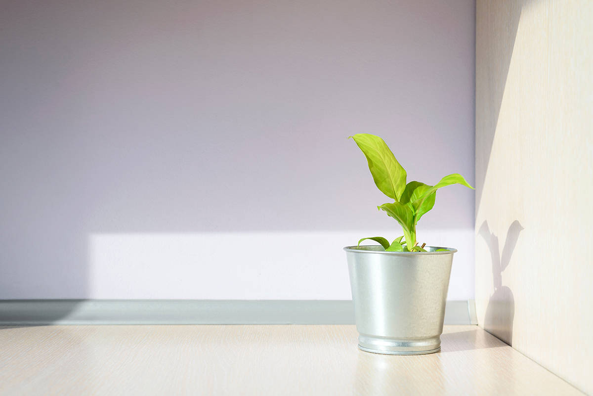 Optimal Lighting for Peace Lily Growth