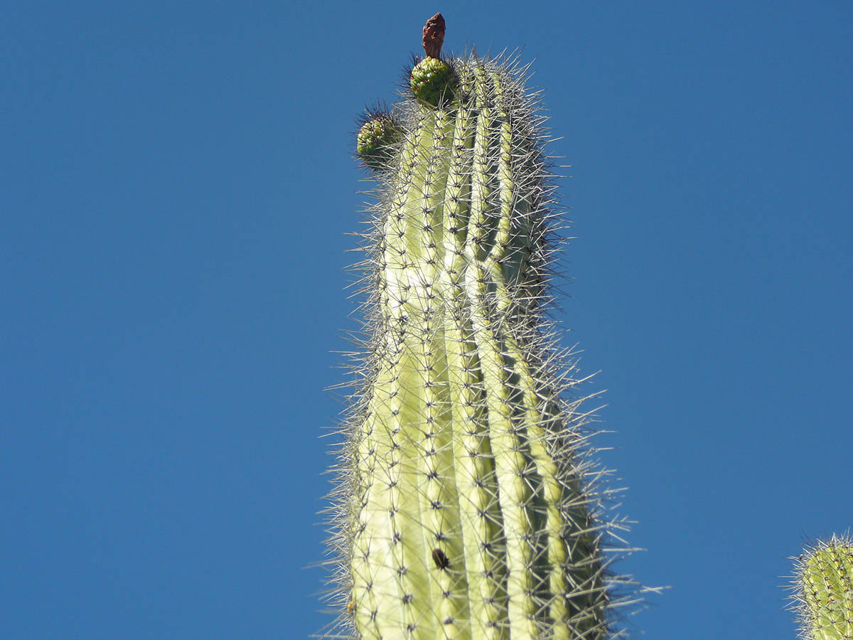 Organ Pipe Cactus Fruit (Stenocereus Thurberi)