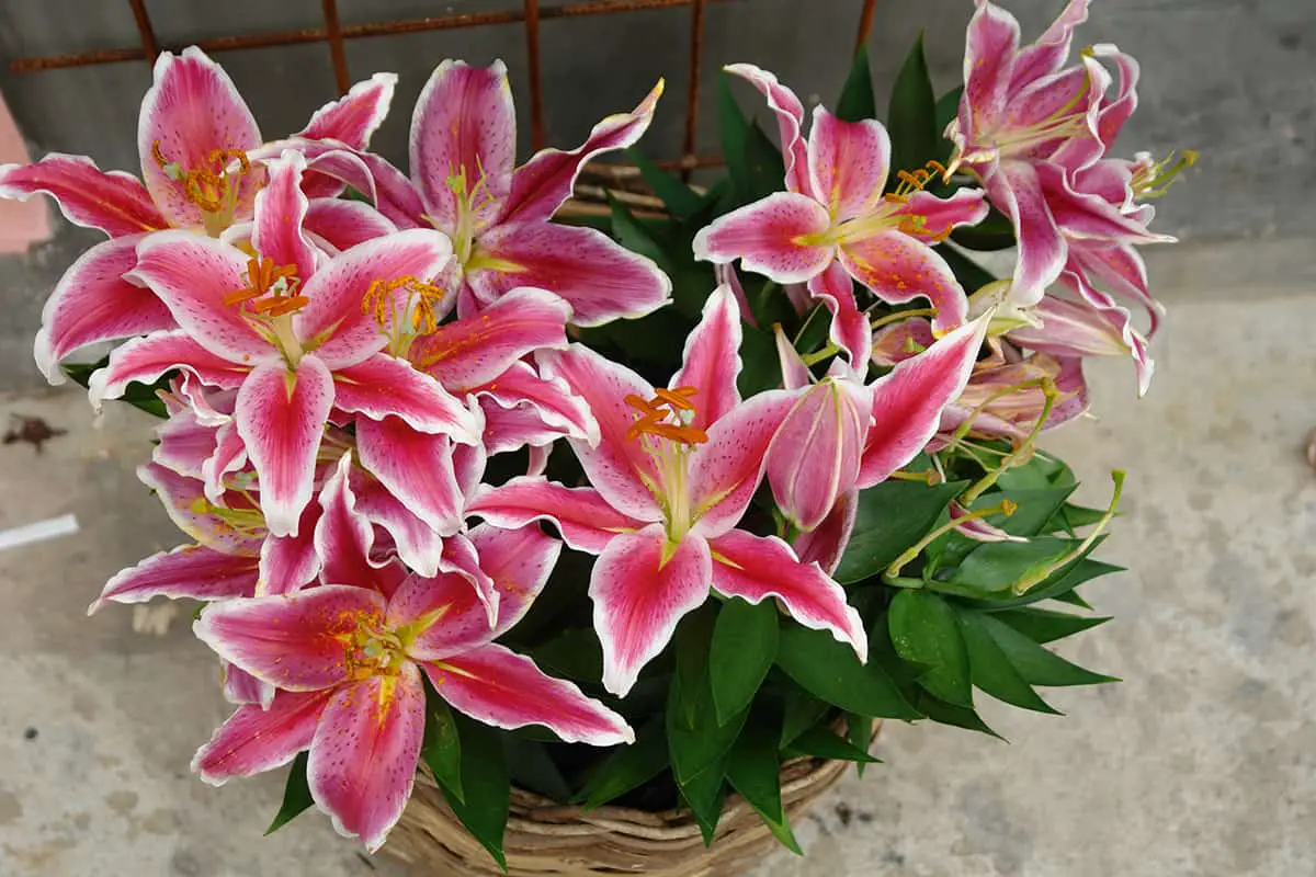 Oriental Lily (Lilium Orientalis)