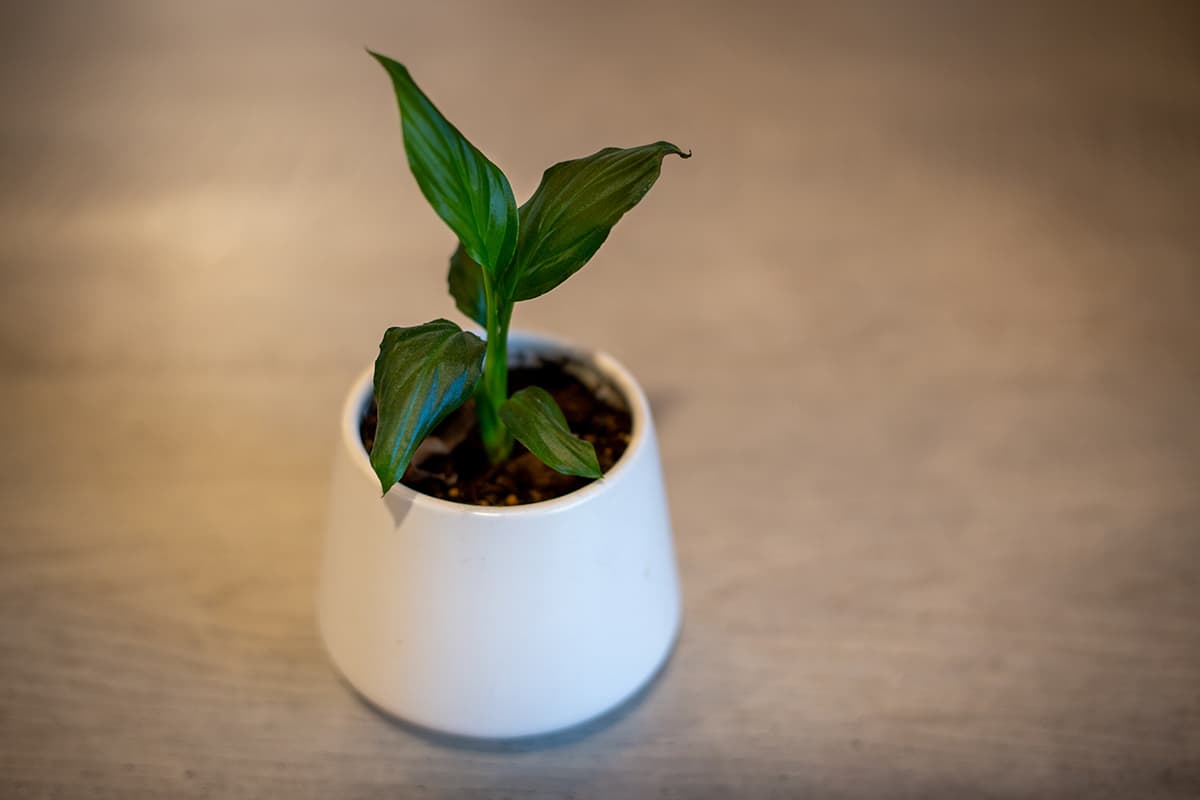 Peace Lily Propagation in February
