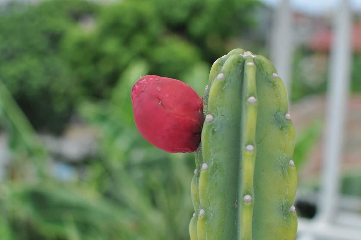 Peruvian Apple Cactus Fruit (Cereus Repandus)