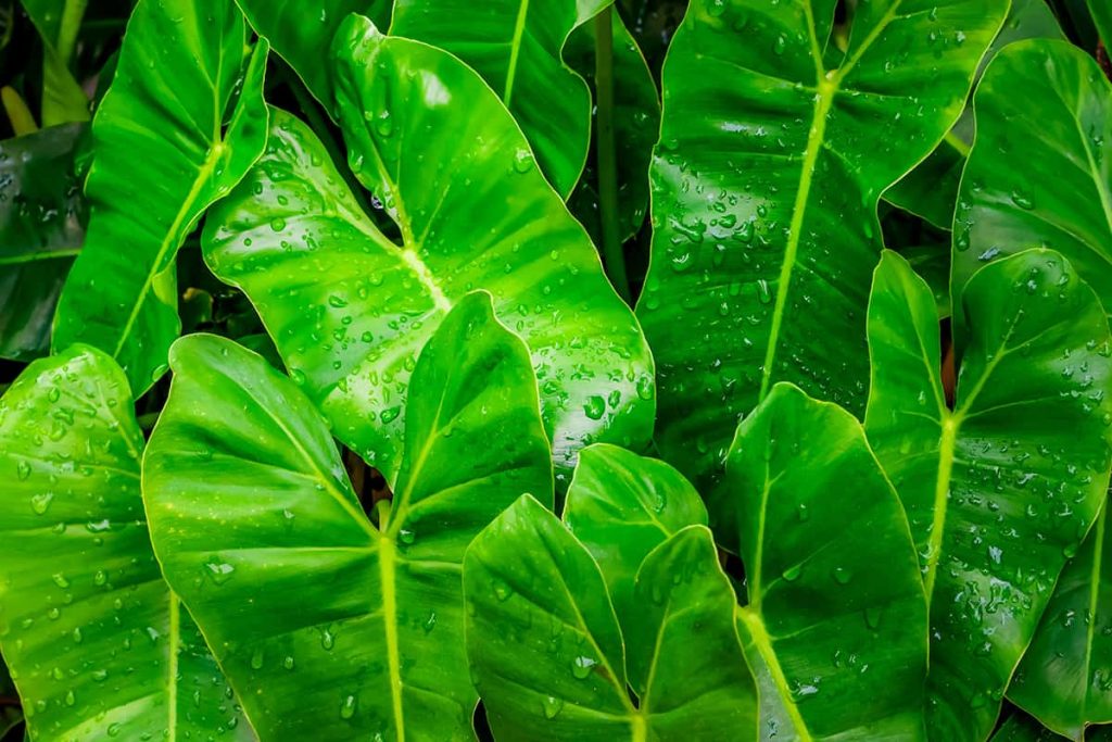 11 Most Expensive Houseplants That You May Not Know Plantglossary