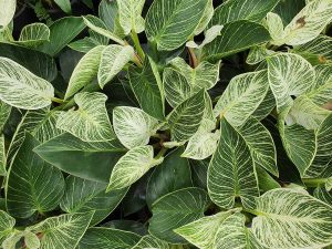 Philodendron Varieties Top Indoor Choices for Lush Foliage
