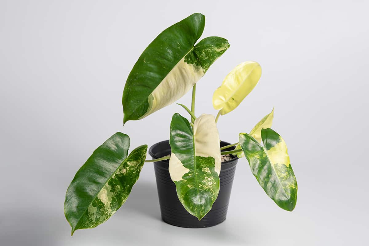 Philodendron ‘Burle Marx’