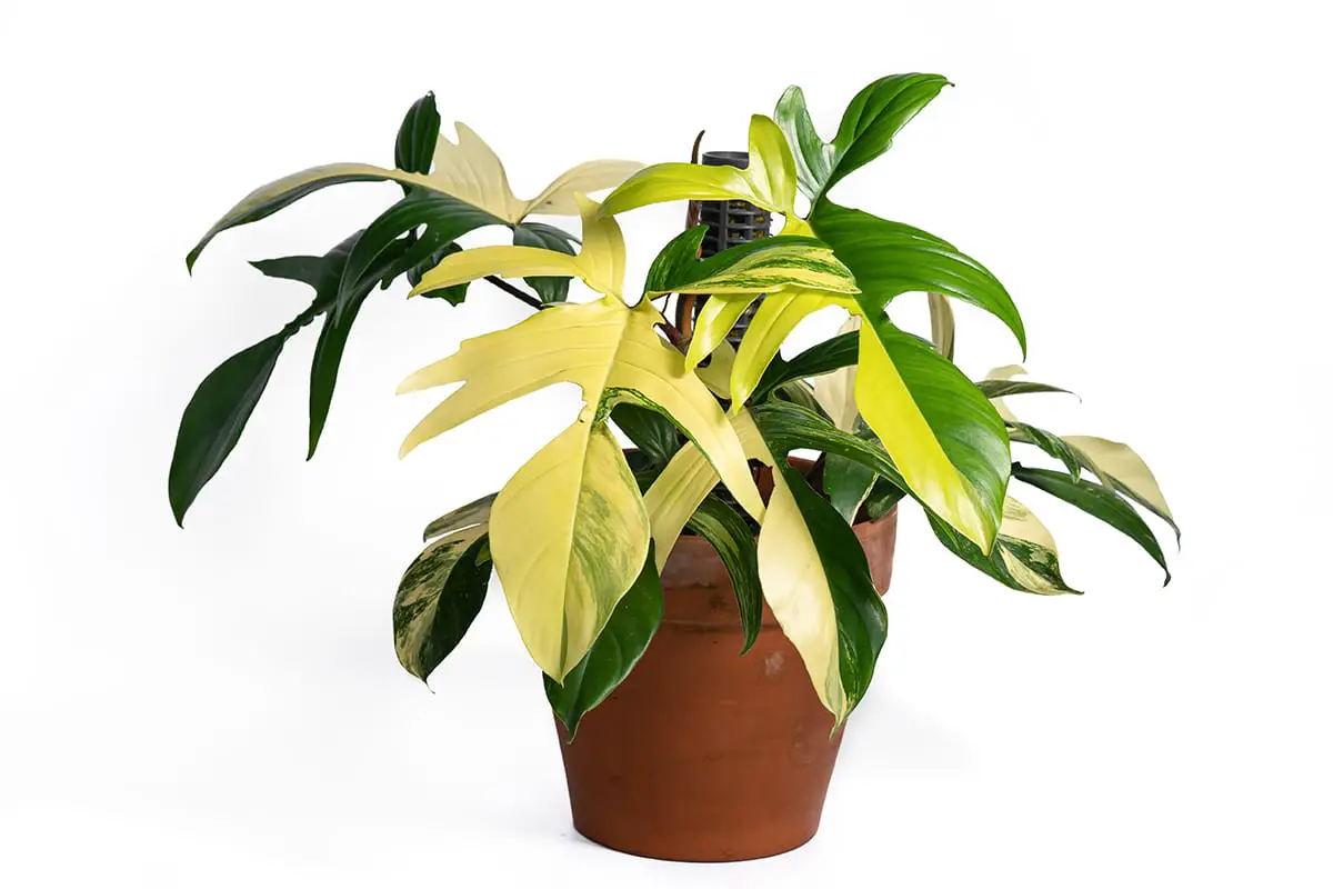 Philodendron ‘Florida Beauty’