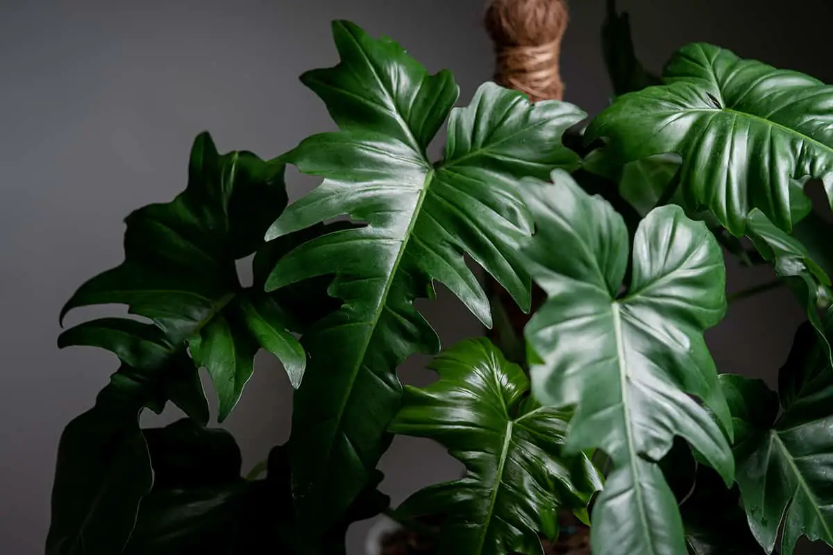 Philodendron ‘Golden Dragon’